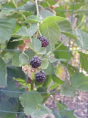 Our Black Berries are doing well also.