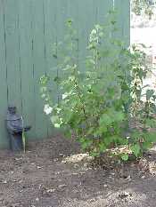 Brown Currants did well but no currants this year.