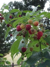 Our Red Raspberries are doing well.  This is second crop this year.